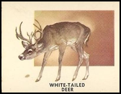130 White Tailed Deer
